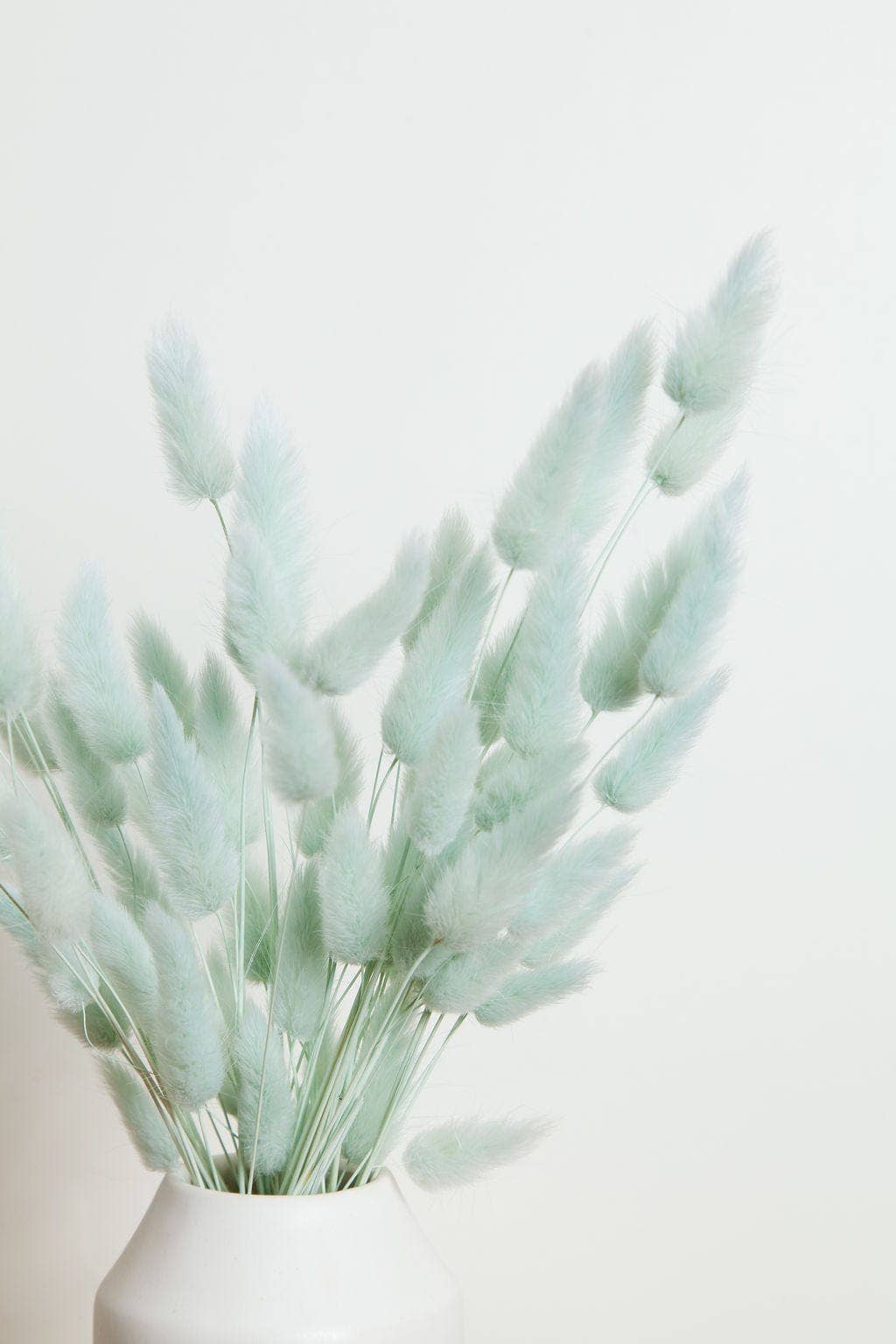 Preserved Blue Bunny Tail (1 stem)