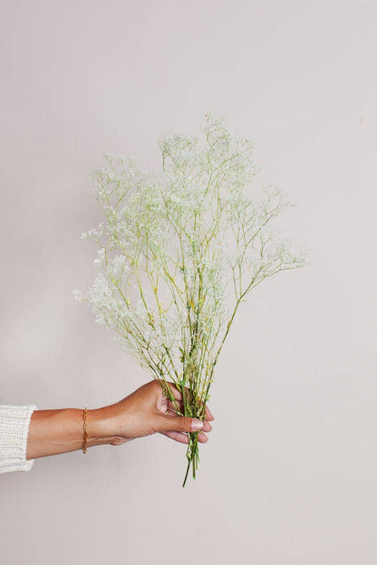 Preserved White Green Baby's Breath