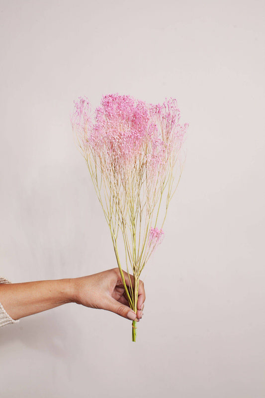 Preserved Pink Green Broom Bloom