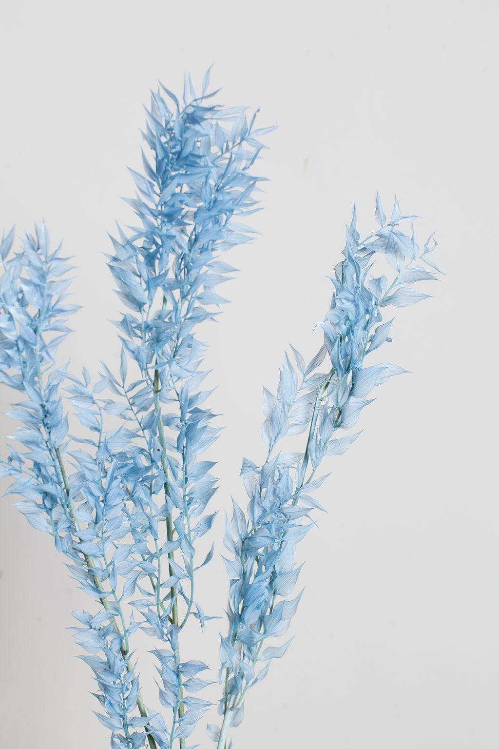 Blue Preserved Ruscus