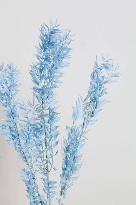 Blue Preserved Ruscus
