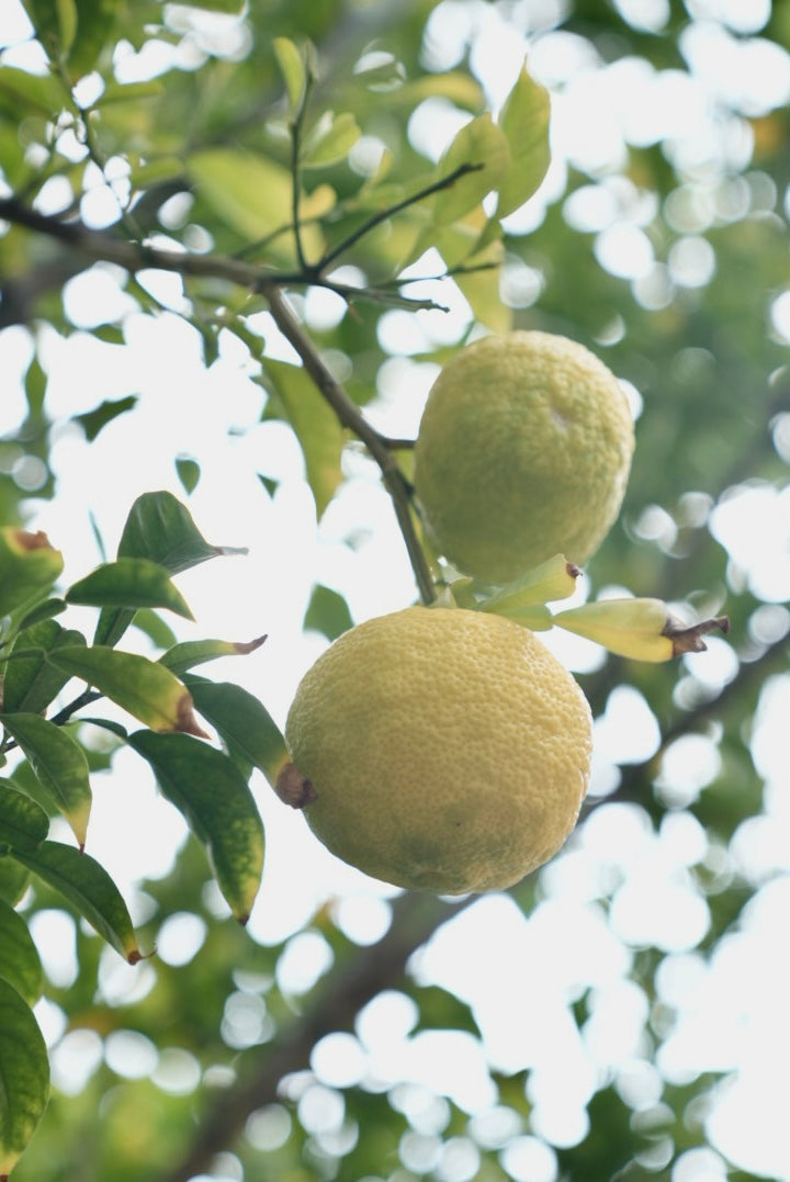 | Orange Market Tableware |  Holiday YUZU Special Gift Basket for Good Luck & Warm Wishes