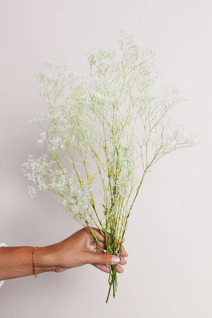 Preserved White Green Baby's Breath