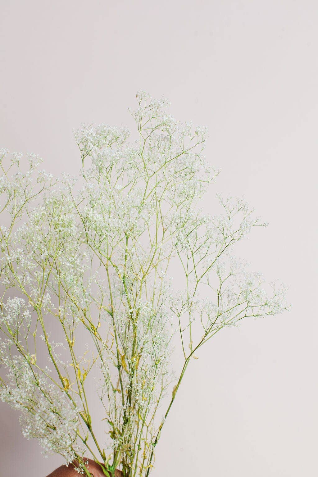 Preserved White Green Baby's Breath
