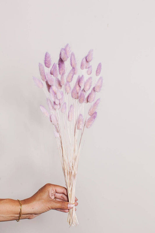 Preserved Two Tone Lavender Blush Bunny Tail (1 stem)