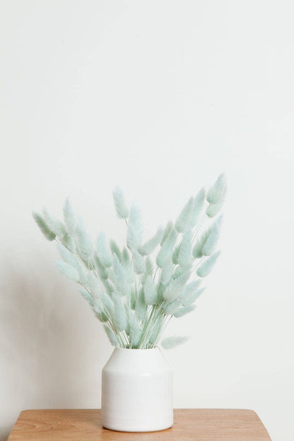 Preserved Blue Bunny Tail (1 stem)