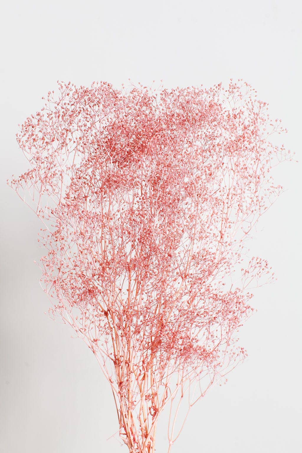 Cloud Pink Baby's Breath